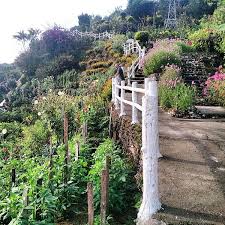 The grapes farms are located in blue valley, cameron highlands. Photos At Blue Valley Flower Farm Cameron Highlands Pahang