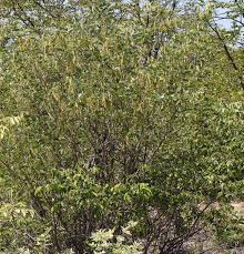 Image result for Mundulea sericea