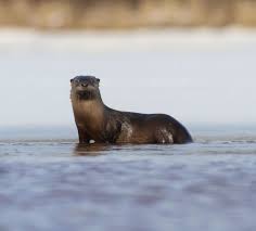 Posts About St Louis River On The Photonaturalist River Otter River Otters