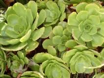Image result for Euphorbia crebrifolia