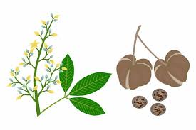 Image result for Hevea brasiliensis