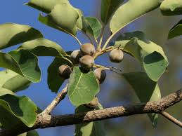 Image result for Terminalia bellirica