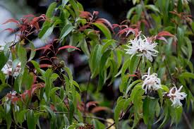 Image result for Trichocladus