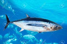 Rules of engagement (au) / the royal romance au. Albacore Tuna Fish Thunnus Alalunga Underwater Ocean Stock Photo Picture And Royalty Free Image Image 10742756