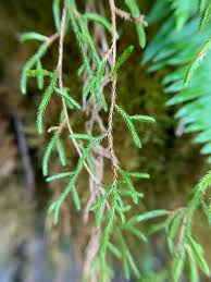 Image result for Selaginella congoensis