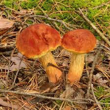 Neuer Pilz in Deutschland – Falsche Rotkappe wächst in Kiefernwäldern |  STERN.de