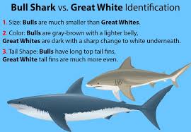 It has been recorded in 69 unprovoked attacks on humans but researchers believe the numbers may be higher because of the lack of easily identifiable markings. Bull Shark Vs Great White Shark