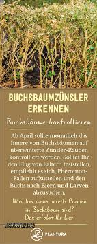 Buchsbaumzunsler Erkennen Anzeichen Bilder Plantura Buchsbaumzunsler Schadlinge Im Garten Pflanzen