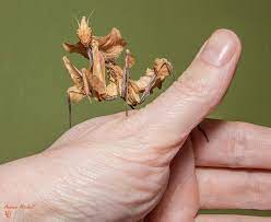 The summer crowd has returned! Devil S Flower Mantis Aunty Ann S Kumon Sec 9 Shah Alam Facebook