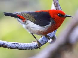 Image result for Renealmia susanneae-katziae