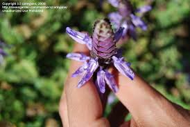 Image result for Aeollanthus