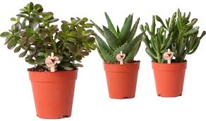 Image result for z p%u0159ednice jedovat 