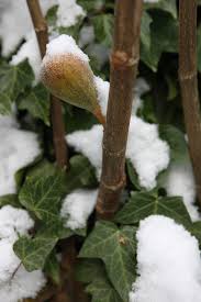 How to care for a fig plant. Fig Cold Protection Tips For Winterizing A Fig Tree