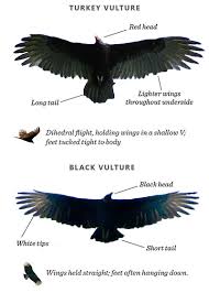 Here are some facts you should know on how to get rid of turkey vultures. 9 Things To Know About The Black Vulture Hudson Valley One