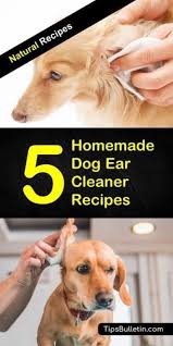 5 Homemade Dog Ear Cleaner Recipes Dog Ear Cleaner Dog Ear Cleaner Recipe Dog Ear Cleaner Homemade