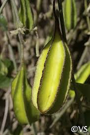 Image result for Aristolochia heppii
