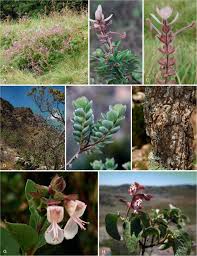 Image result for Syncolostemon flabellifolius