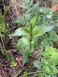 Image result for Epipactis africana
