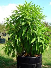 Image result for Rauvolfia afra