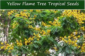 Image result for Peltophorum pterocarpum