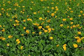 Ornamental Peanut Grass Replacement Ground Cover Grass Alternative Lawn Alternatives
