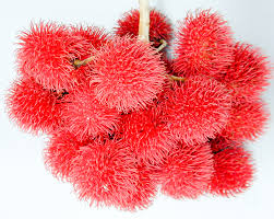 En simple english may refer to: Rambutan Definition And Synonyms Of Rambutan In The Javanese Dictionary