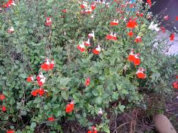 Foliage & flowers often smell like maple syrup or curry. New Small Red Flowers Images Top Collection Of Different Types Of Flowers In The Images Hd