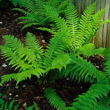 Image result for Dryopteris