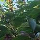 Creston Fruit Grower Meeting & Field Tour event image