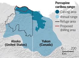 نتيجة بحث الصور عن ‪arctic caribou‬‏