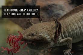 An axolotl makes for a rare and unusual pet. Axolotl Care How To Take Care Of An Axolotl Exopetguides