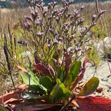 Image result for Limeum viscosum