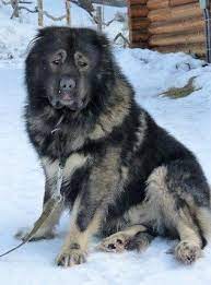 Caucasian Shepherd For Sale Or Adoption Latest Ads Caucasian Shepherd Caucasian Shepherd For Sale Shepherd