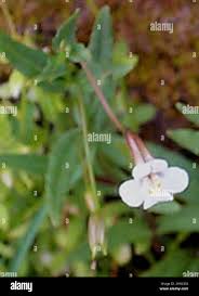 Image result for Mimulus gracilis