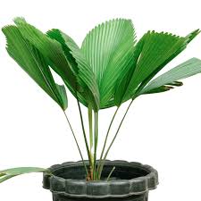 Image result for Licuala grandis