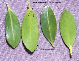 Image result for Hippocratea crenata
