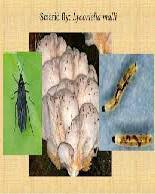 Gaze b.sc national mushroom specialist, agricultural development and advisory service and. Http Www Researchjournal Co In Online Rke Rke 2013 2 13 23 25 Pdf