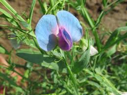 Image result for Lathyrus