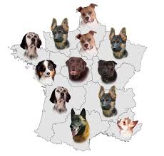 Notre sélection d'élevages et éleveurs de chiens berger australien.trouvez un chiot berger australien à l'achat près de chez vous grâce à notre annuaire de professionnels ! Les Chiens Font Aussi Leur Salon De L Agriculture Actualite Chien Santevet