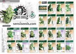The company is pleased to see the current increase in. Sensi Seeds By Cannabis Seed Banks Catalogs Issuu