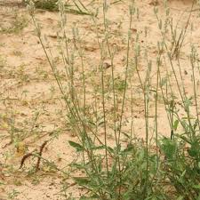 Image result for Crepidorhopalon parviflorus