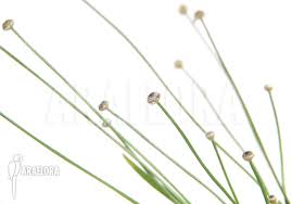 Image result for Eriocaulon africanum