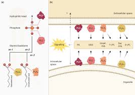 Check spelling or type a new query. Phospholipases In Neuronal Function A Role In Learning And Memory Joensuu 2020 Journal Of Neurochemistry Wiley Online Library