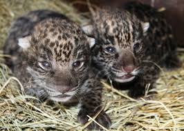 At animal fact guide, you can learn about interesting and endangered animals from around the world. Jaguar Cubs At Brevard Zoo Animal Fact Guide
