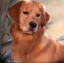 Our puppies come with complete registration, vet checked, feeding menu and a handbook. Kohana Golden Retrievers Home Facebook