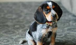 The basset hound is thought to be a descendant of the bloodhound. 21 Beagles Mixed With Coonhound The Paws