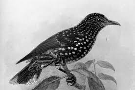 Type Specimens Of Birds In The American Museum Of Natural History Part 8 Passeriformes Pachycephalidae Aegithalidae Remizidae Paridae Sittidae Neosittidae Certhiidae Rhabdornithidae Climacteridae Dicaeidae Pardalotidae And Nectariniidae