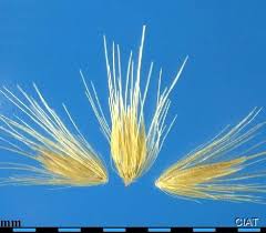 Image result for Cenchrus purpureus