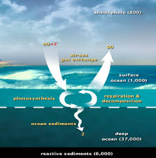 lab 5: the carbon cycle