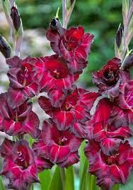 Send Flowers Today Dreamy Nature Gladiolus Flower Bulb Flowers Gladiolus Bulbs